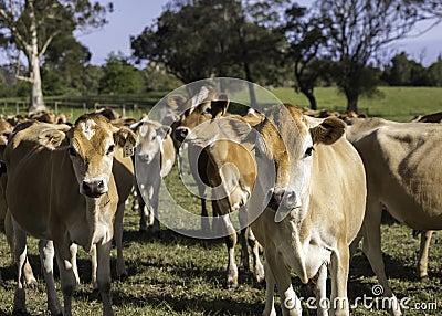 Close-up of a herd of young Jersey cattle Stock Photo
