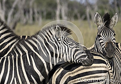 Close Up of a Herd of Zebra Stock Photo