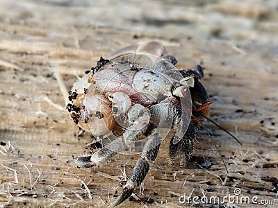 CLOSE UP OF HERMIT CRAB CRAWLING ON WOOD GRAIN Stock Photo