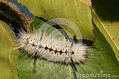 Hickory Tussock Moth Caterpillar Stock Photo