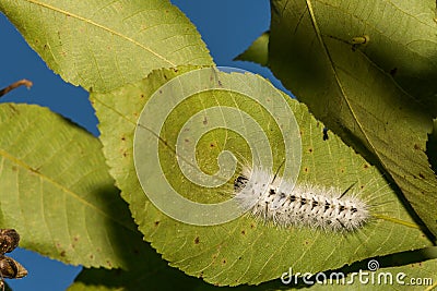 Hickory Tussock Moth Caterpillar Stock Photo