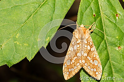 Hickory Tussock Moth- Lophocampa caryae Stock Photo