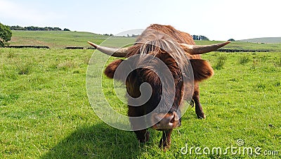 Close-up of a Highland cow in Scotland Stock Photo
