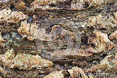 Close up of highly textured tree brown tree bark Stock Photo