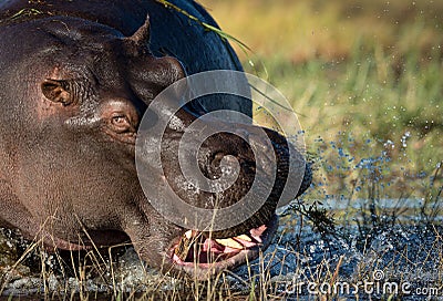 Close up on hippo head showing anger and rage splashing water in Chobe River Botswana Stock Photo