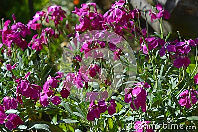 Close-up of Hoary Stock Flowers, Tenweeks Stock, Matthiola Incana, Nature Stock Photo