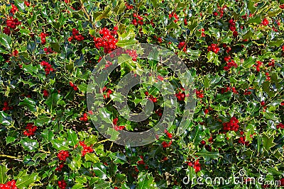 Close up of Holly Bush with Red Berries Stock Photo