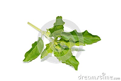 Close up Holy Basil, Sacred Basil leaves on white background Stock Photo