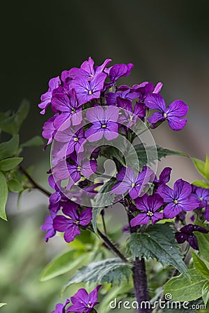 Close up of an honesty lunaria annua flower in bloom Stock Photo