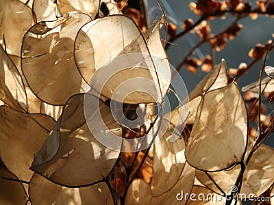 Close up of honesty seed pods in bright autumn sunlight Stock Photo