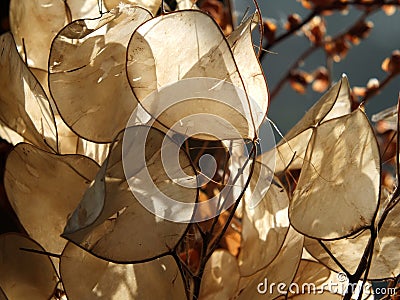 Close up of honesty seed pods in bright autumn sunlight Stock Photo