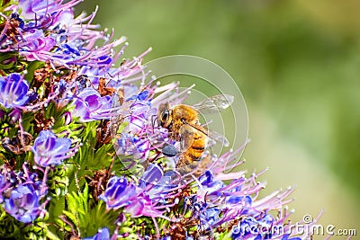 Close up of Honey bee pollinating a Pride of Madeira Echium Candicans flower, California Stock Photo