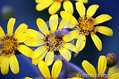 Close-up of Honey Bee on Yellow Daisy Stock Photo