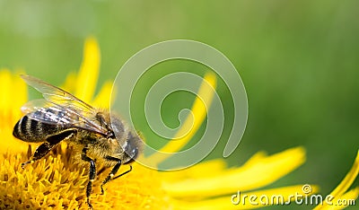 Honeybee, harvesting, flower, polen, healty Stock Photo