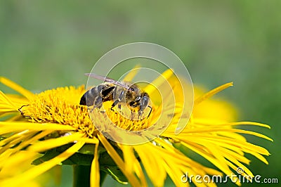 Honeybee, harvesting, flower, polen, healty Stock Photo