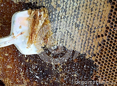 Close up of honeycomb Stock Photo