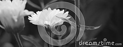 A close up and horizontally elongated black and white photo of flowers, the green leaves and stems Stock Photo