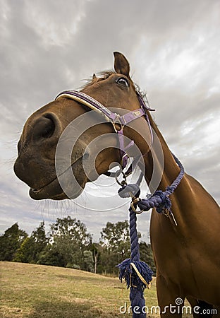 Close up of horse Stock Photo