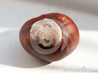 Close up horse chestnut conker on window white background Stock Photo