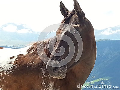 Close up of a horse in Dolomiti mountains Stock Photo