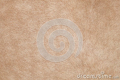 Close up of horse hair,fur, skin, leather use as animals and nat Stock Photo