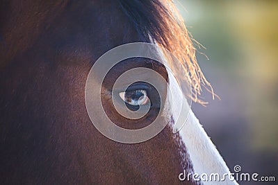 Close Up of Horse; Horse`s Face, Beautiful Horse Stock Photo