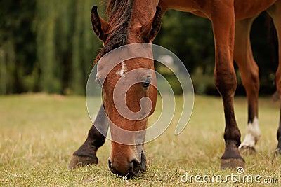 close-up of a horse nibbling grass in autumn on a meadow Stock Photo