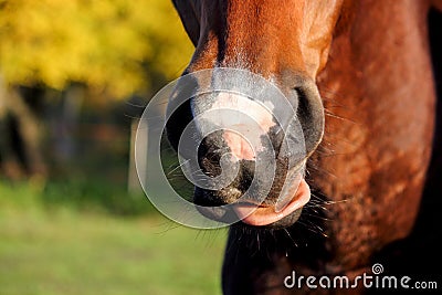 Close up of horse nose and mouth Stock Photo