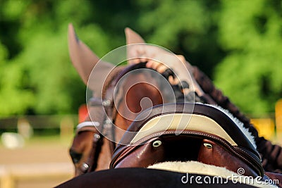 Close up of horse saddle on the horse back Stock Photo