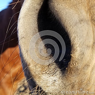 Close up of a horse's nose. He was very curious about my camera. Stock Photo