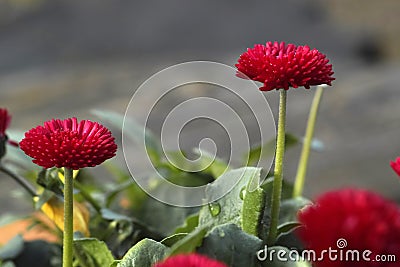 Close-up of a horticultural daisy flower Stock Photo
