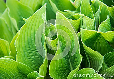 Close up on hosta sieboldiana green leafs Stock Photo