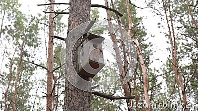 Wooden birdhouse hanging on tree in forest. Close-up of house for birds on branch of tree trunk. Stock Photo