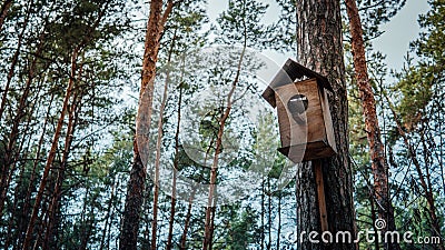 Wooden birdhouse hanging on tree in forest. Close-up of house for birds on branch of tree trunk. Stock Photo