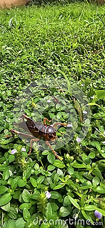 Close up house brown cricket insect or known as Acheta domestica in the green garden, perching on a blade of grass Stock Photo