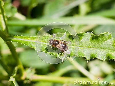 Close up of hover fly on leaf Syrphidae Stock Photo