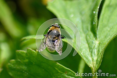 Eristalis hoverfly on a leaf in sunlight Stock Photo