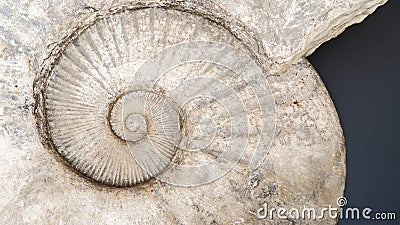 Close-up of a huge ammonite fossil. Abstract background with ancient prehistoric ammonite fossils. Stylish background with a large Stock Photo