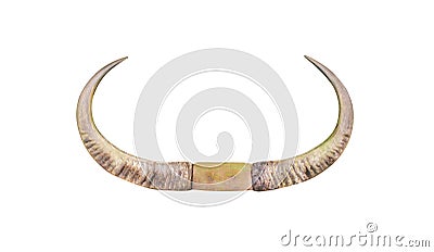 Huge asian buffalo horn isolated on white background with clipping path Stock Photo