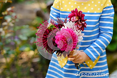 Close-up of huge bouquet of blossoming red and pink dahlia flowers holding in hands of little toddler girl. Close up of Stock Photo