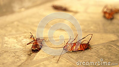 Close up huge cockroach dead on the floor outside Stock Photo