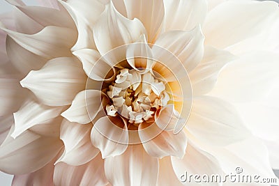 Close up of a huge creme blooming Dahlia flower Cafe au Lait Hybrid Stock Photo