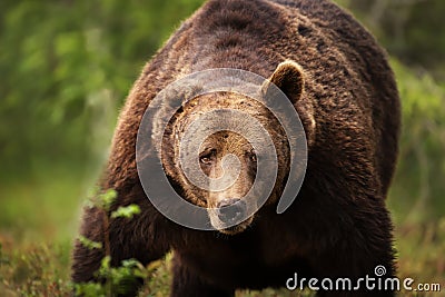 Close-up of a huge European brown bear Stock Photo