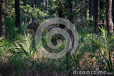 Close up of huge indian gaur in the wild Stock Photo