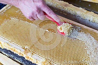 Close up of human hand extracting honey from honeycomb Stock Photo