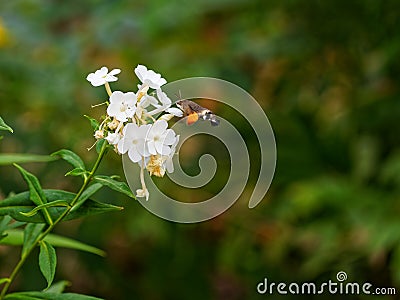 Hummingbird hawk-moth in flight at a white flower for nectar-feeding Stock Photo