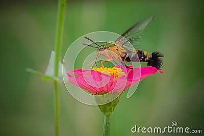 close up hummingbird moth Stock Photo