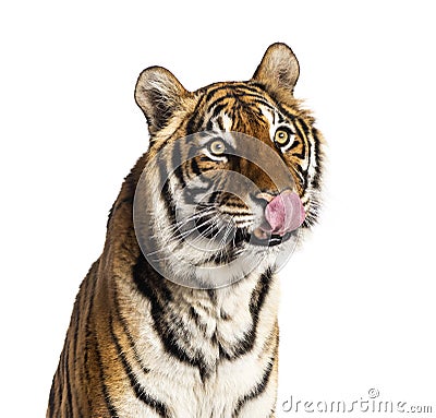 Close-up on a hungry male tiger\'s head, big cat, isolated Stock Photo
