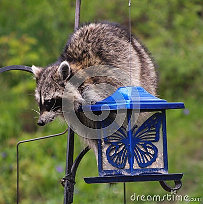 Coon Invader! A series of images Stock Photo