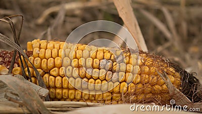 Husked Ear of Corn and Cob Stock Photo